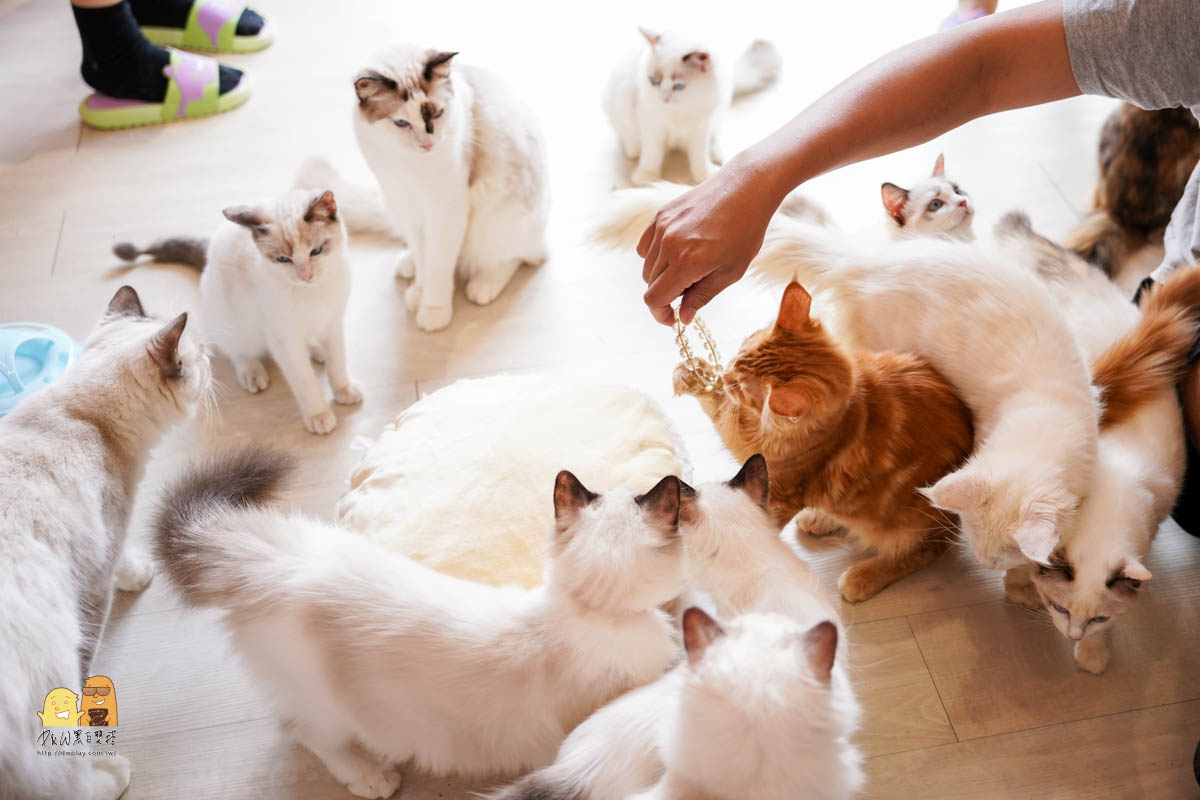 貓咪咖啡廳,貓咪餐廳,貓奴,貓咪多,布偶貓,貓咖啡廳