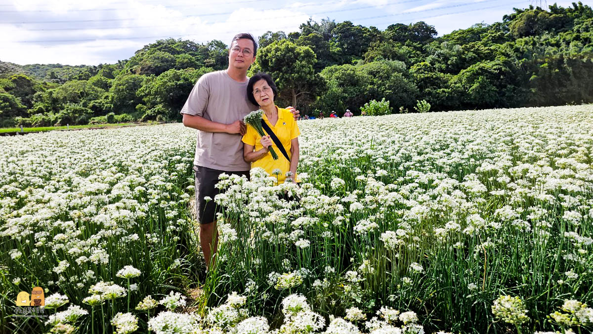 桃園景點,大溪景點,賞花