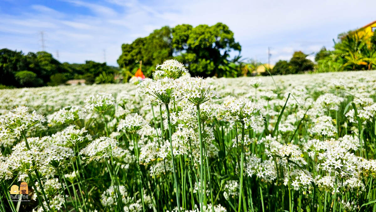 桃園景點,大溪景點,賞花