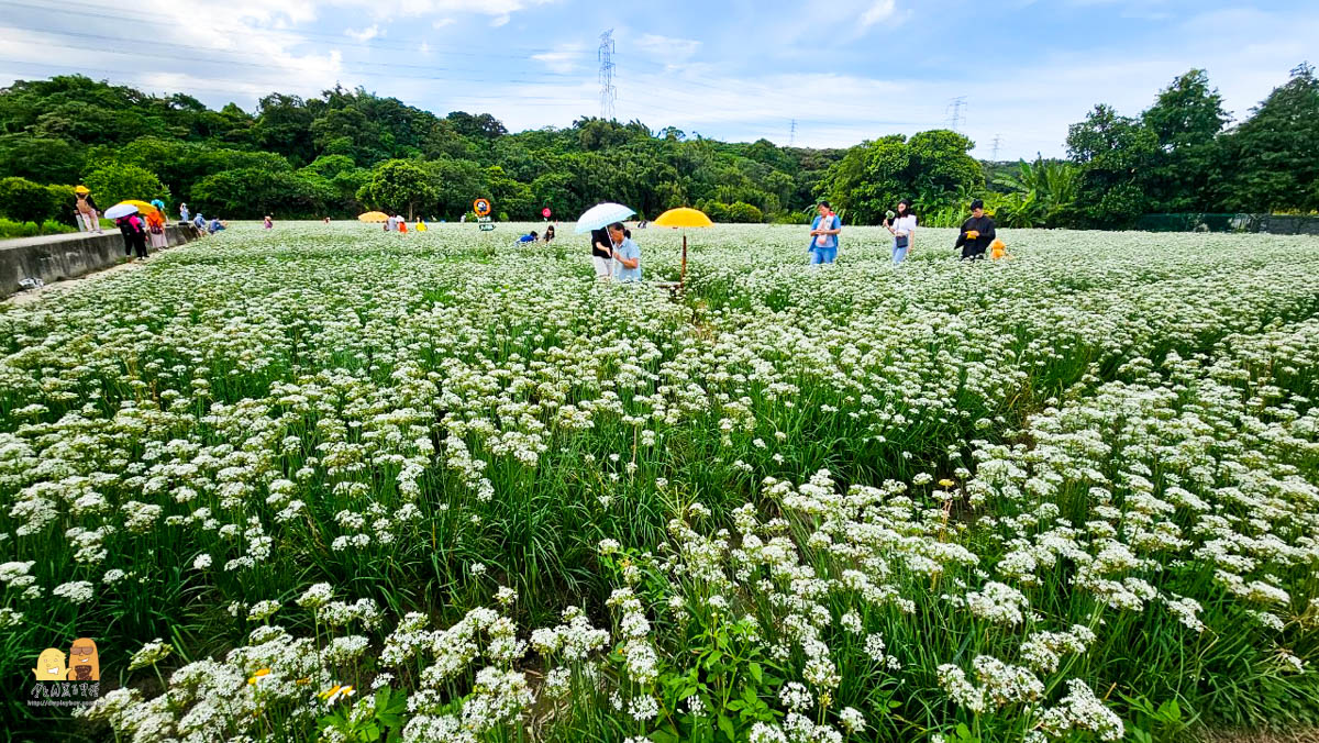 桃園景點,大溪景點,賞花