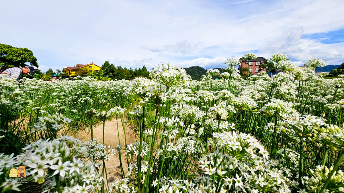 桃園景點,大溪景點,賞花