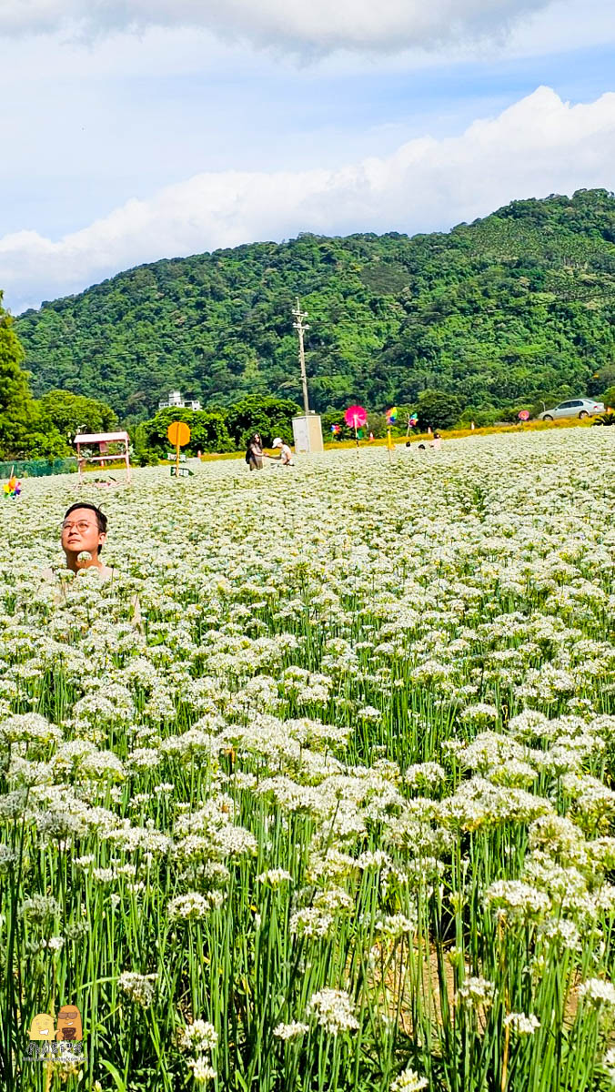 桃園景點,大溪景點,賞花