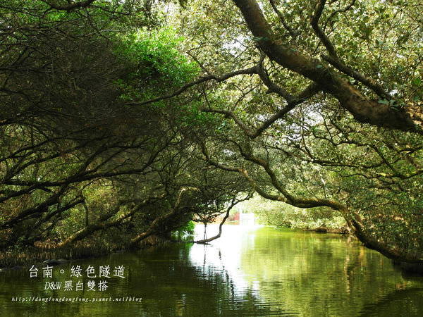 延伸閱讀：【台南Dong遊記】台灣的亞馬遜熱帶雨林-四草綠色隧道！超美！@安南區